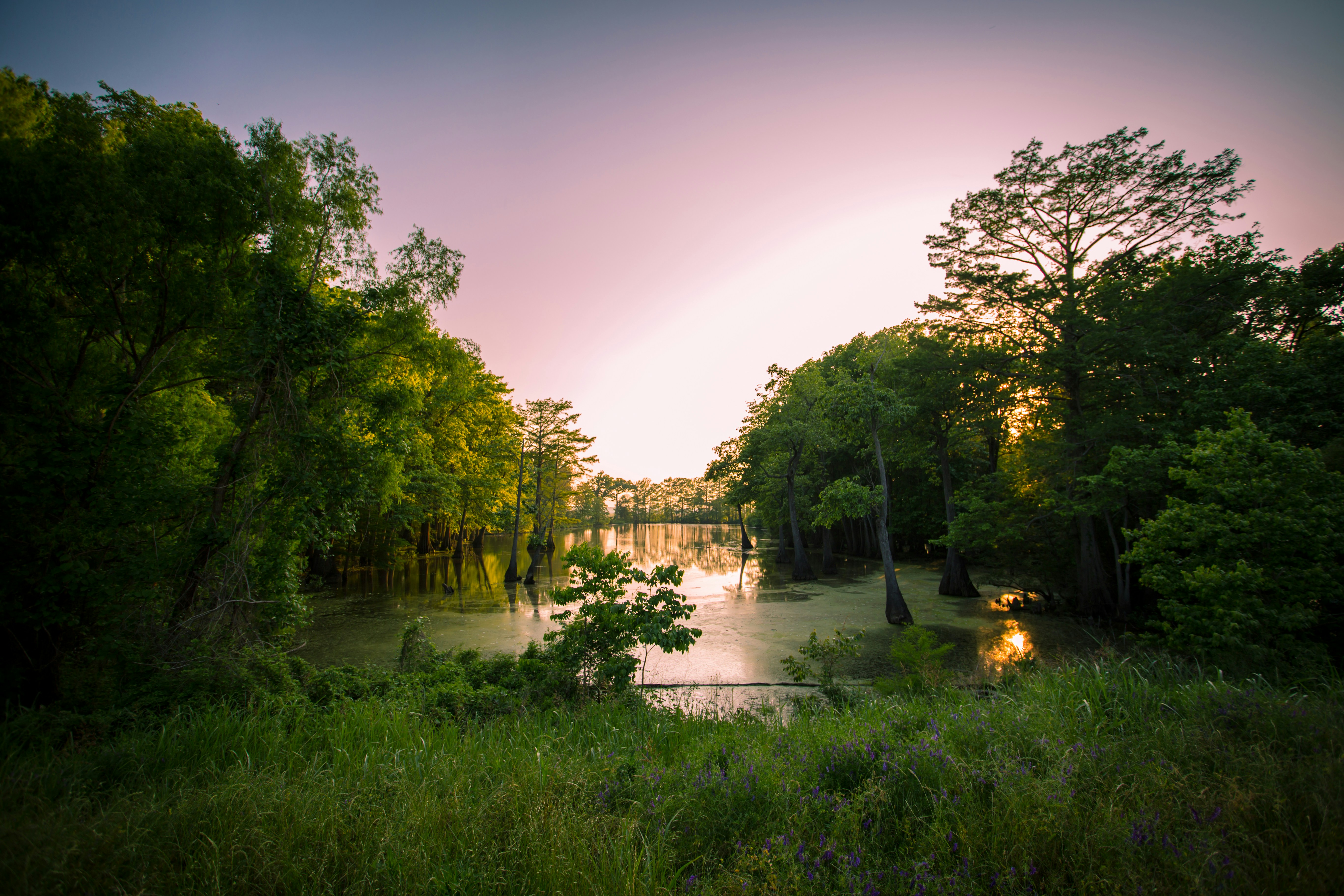 Louisiana bayou at sunset with cypress trees reflecting in still water