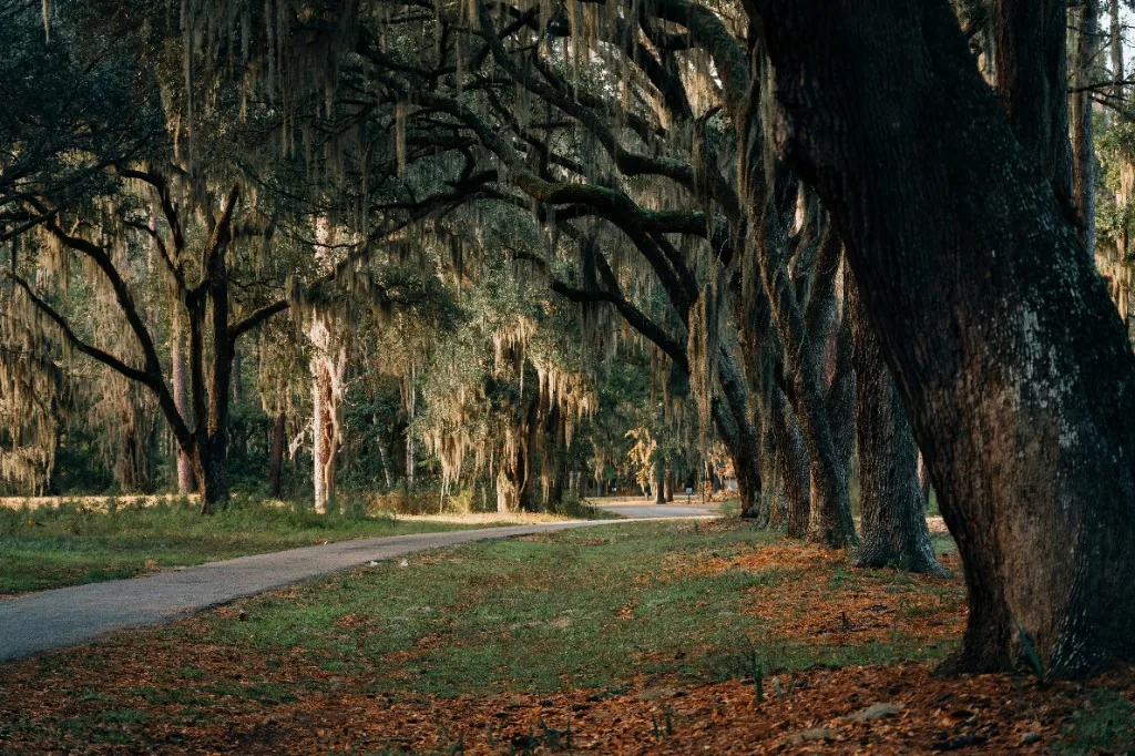 Live oak trees with Spanish moss along a path in South Carolina